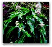 Spikenard 12 Oils of The Bible
