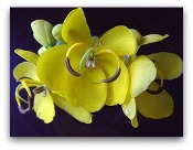 cassia 12 Oils of The Bible