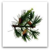 cedarwood 12 Oils of The Bible