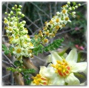 frankincense 12 Oils of The Bible