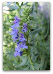 hyssop 12 Oils of The Bible