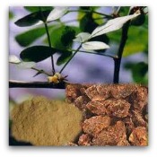 myrrh 12 Oils of The Bible