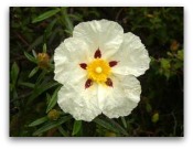roseofsharon 12 Oils of The Bible